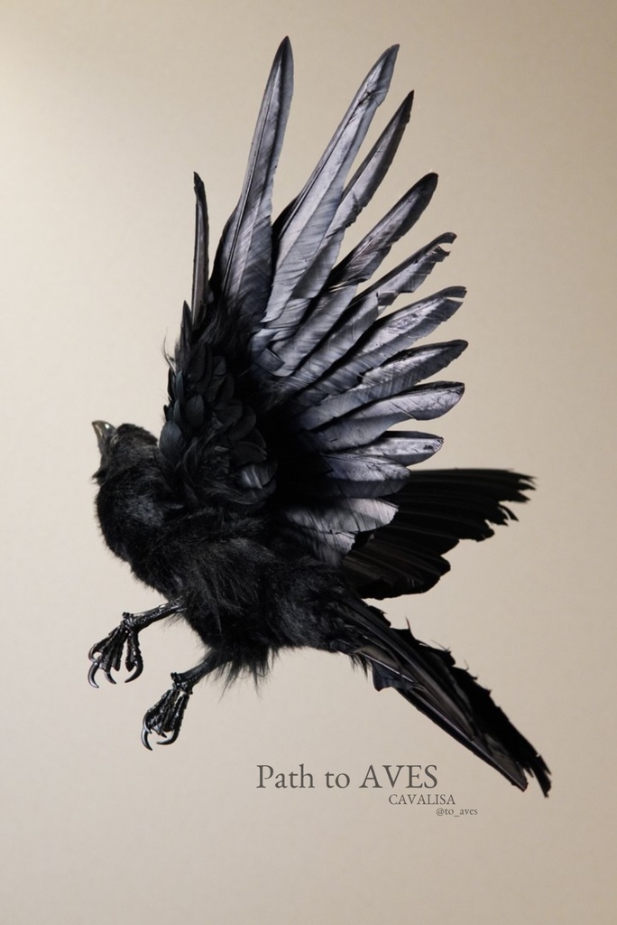 Corvus corone