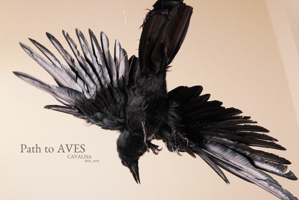 Corvus corone