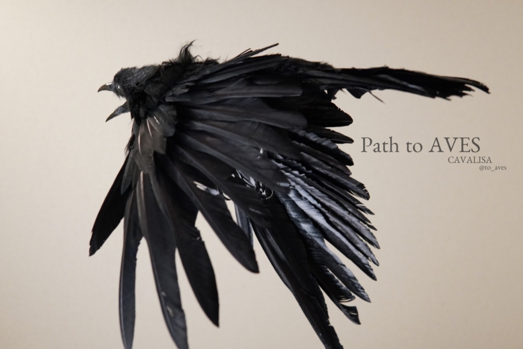 Corvus corone