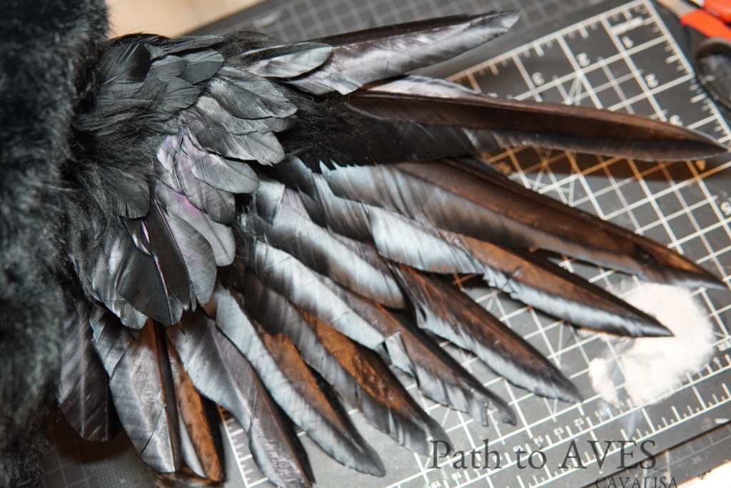 Corvus corone