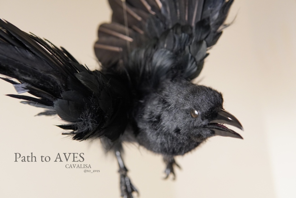 Corvus corone
