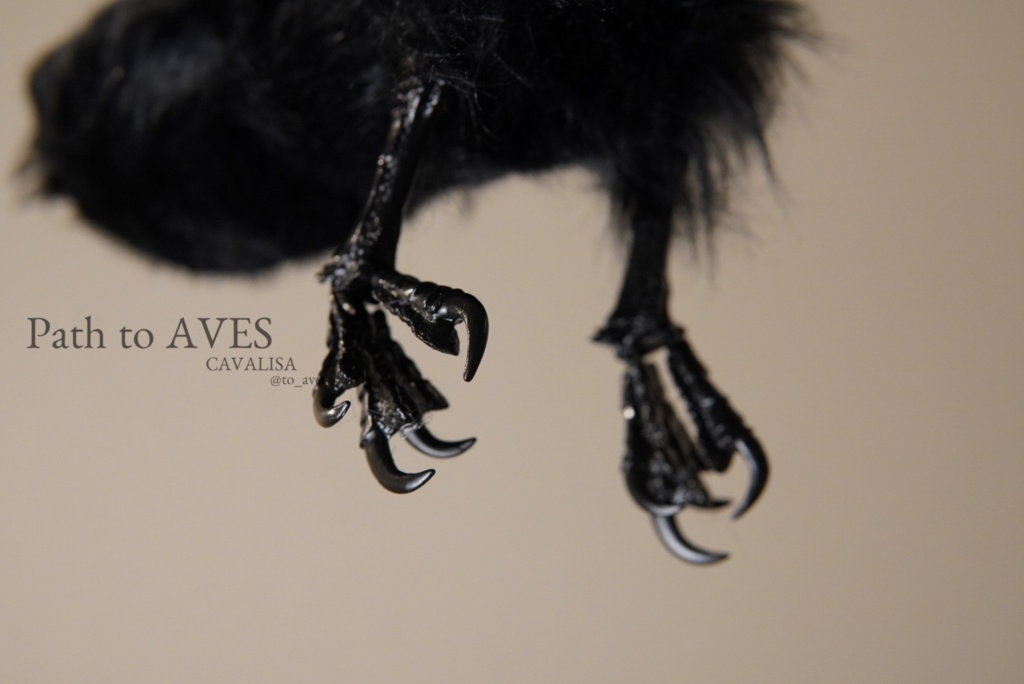 Corvus corone