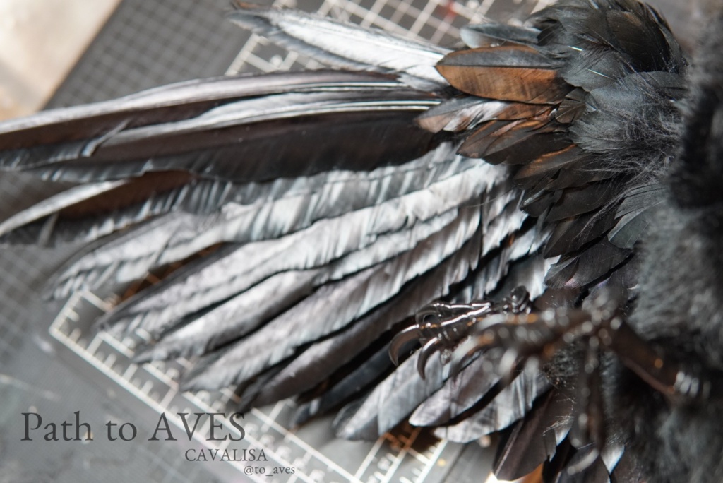 Corvus corone