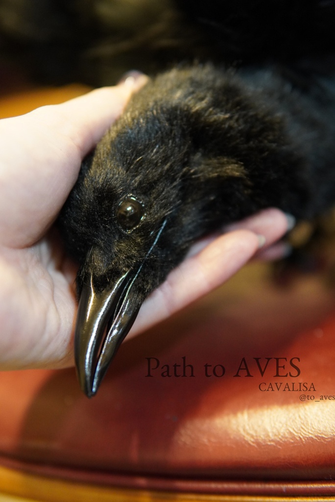 Corvus corone