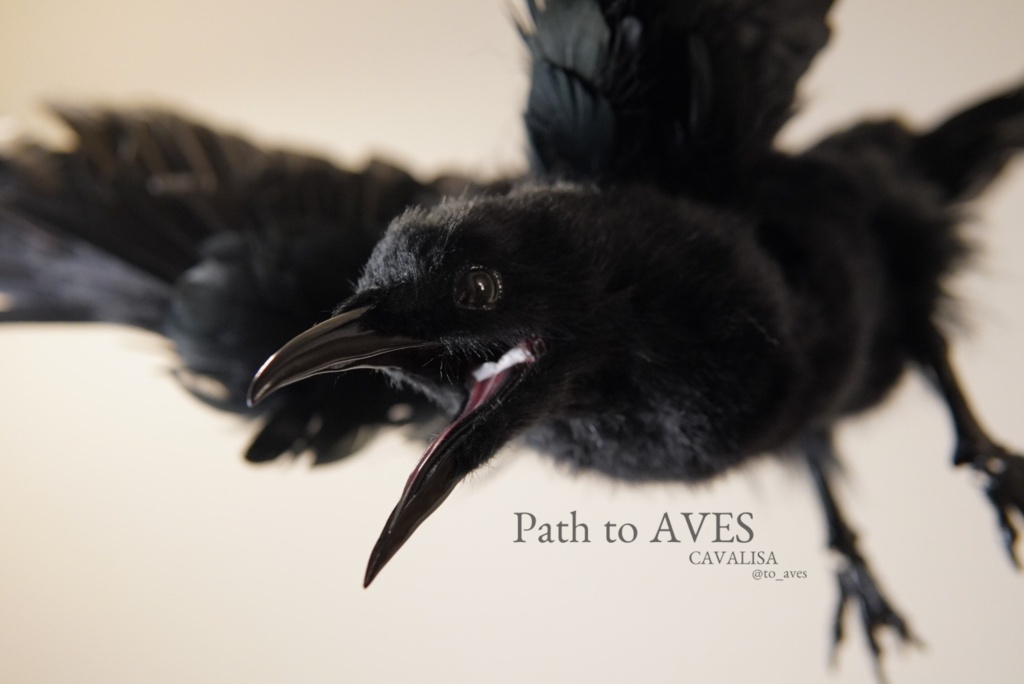 Corvus corone