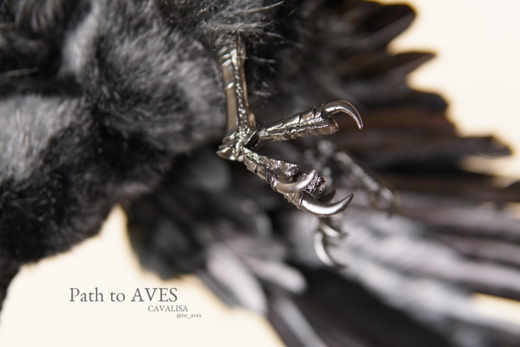 Corvus corone