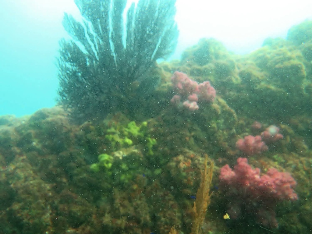 スキューバダイビング