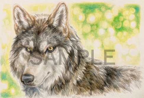 【ハガキサイズ原画】real wolf