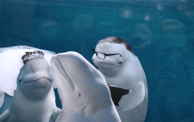 belugas