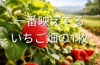 いちご果樹園 背景素材15枚＋おまけ1枚｜農園・自然・食べ物