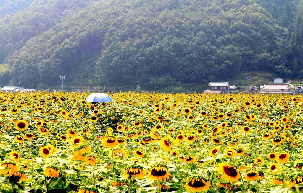 ふぉたろぐ!Ep1.「暑い暑いも好きのうち」自転車旅写真集