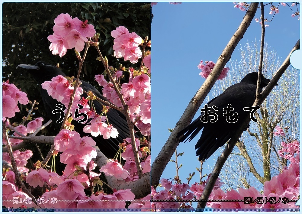 【ウクライナ復興支援】隠レ鴉ト桜ノ木A4クリアファイル