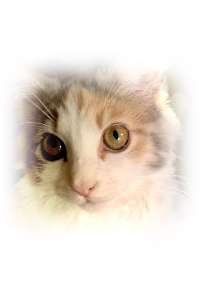 ねこTシャツ ノルウェージャンフォレストキャット