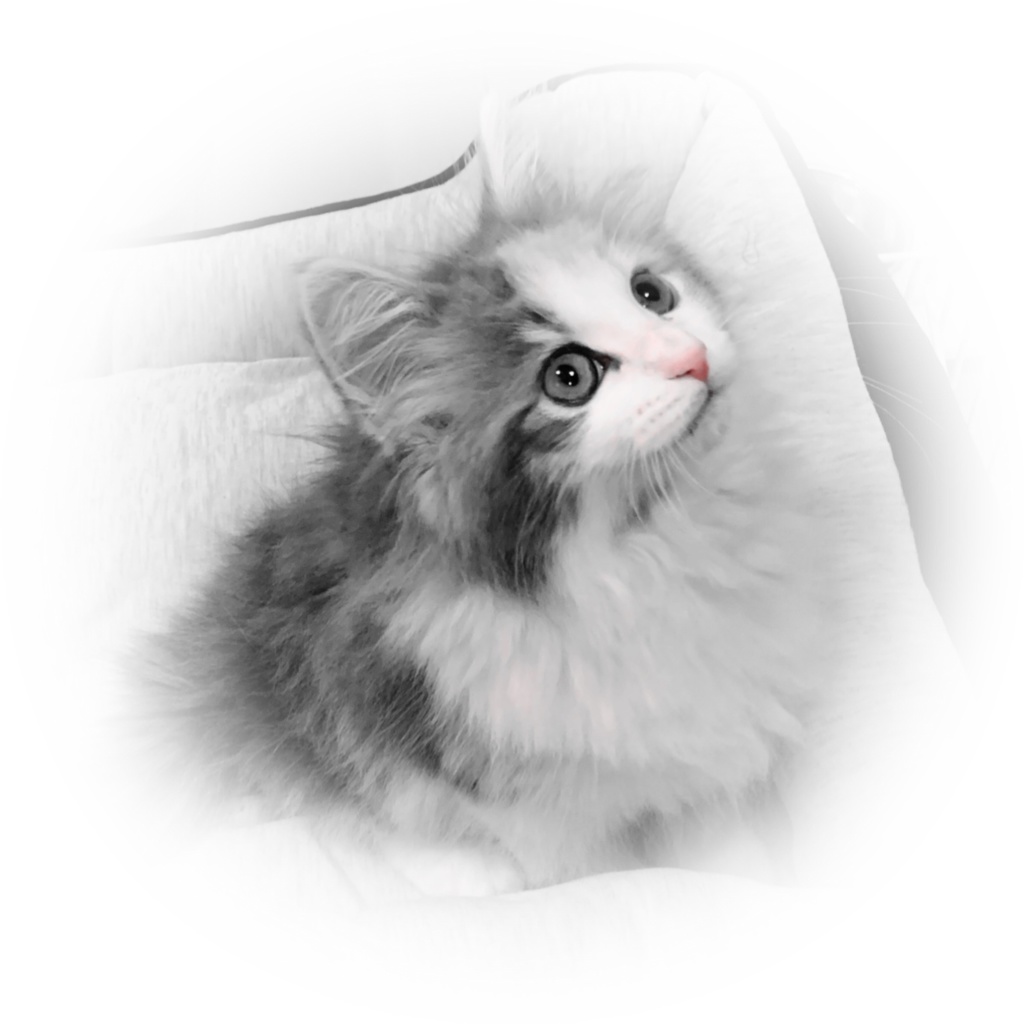 ねこiPhoneケース ノルウェージャンフォレストキャット