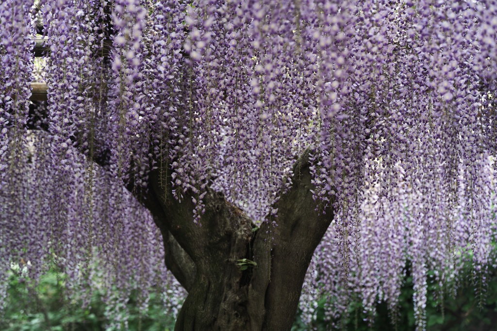 TRPG背景素材集【春】150枚