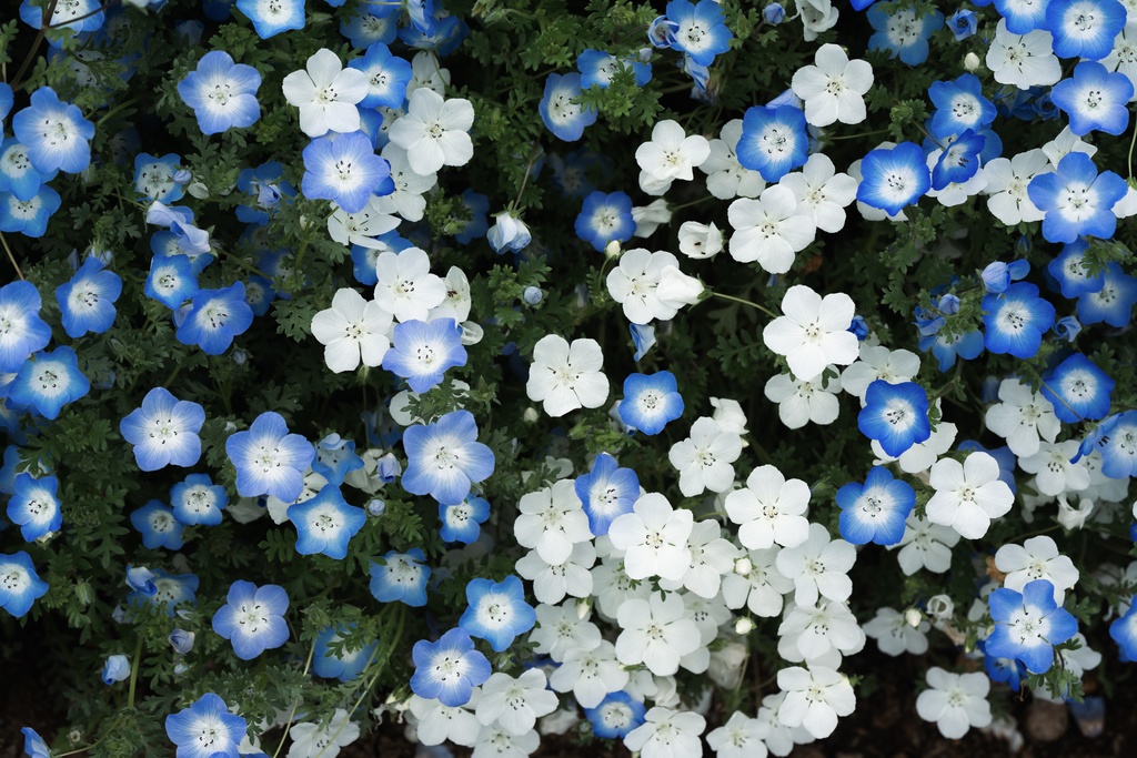 TRPG背景素材集【春】150枚