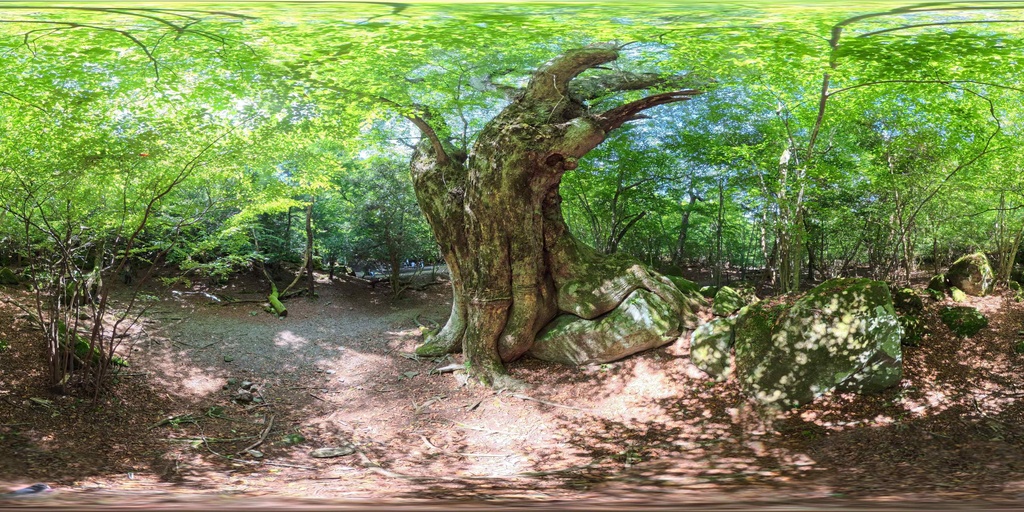 【12K Free】360° VR パノラマ背景素材 8景(新緑・苔・巨木)VRプレビュー有 / 12K Forest Nature Background Pack