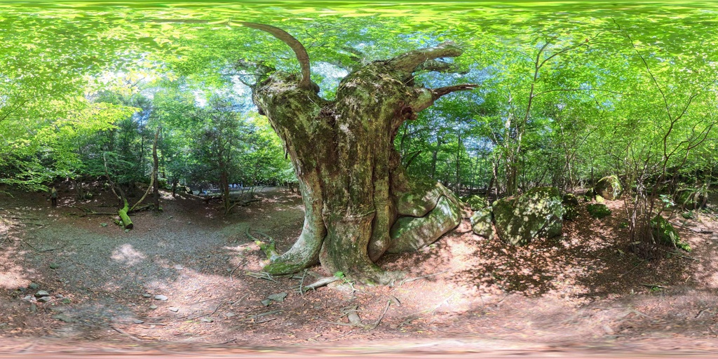 【12K Free】360° VR パノラマ背景素材 8景(新緑・苔・巨木)VRプレビュー有 / 12K Forest Nature Background Pack