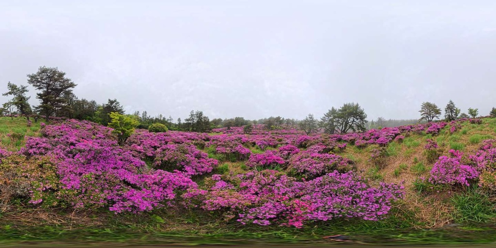 【高画質VR360】ミヤマキリシマ咲く山のパノラマ背景素材集（8K/12K・9枚）/ [VR360] Pink Azalea Mountain Panorama Background Pack (8K/12K - 9 Images)