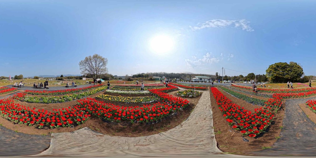【無料 / Free】春の風物詩 赤いチューリップ畑 360度パノラマ画像（8K/7680×3840）/ Spring Tulip Garden 360° VR