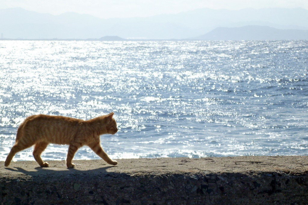 猫の住むまち ~日本の港町編~ ミニアルバム