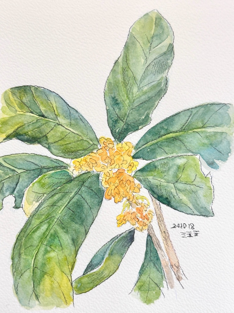 金木犀 水彩 スケッチ 原画 2L サイズ