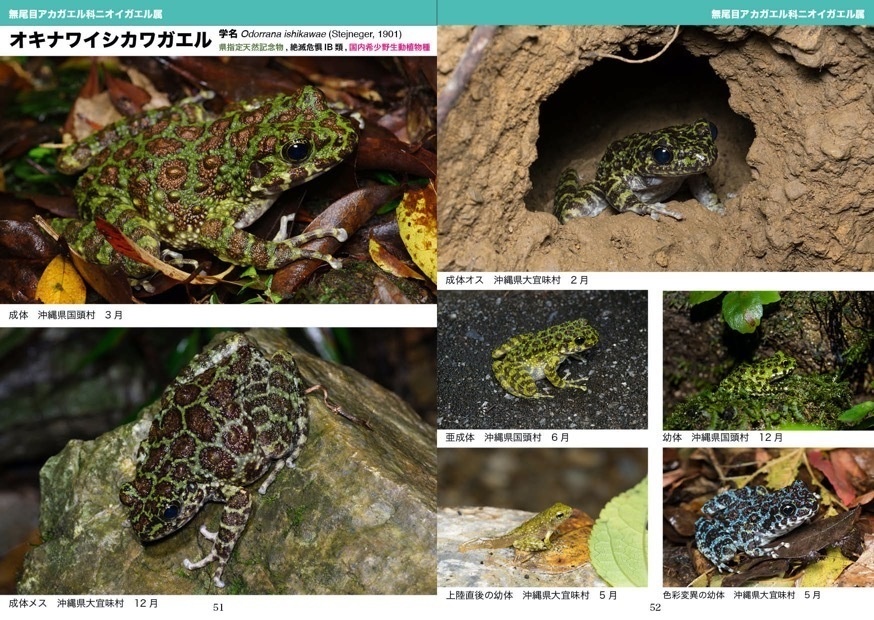 増補改訂版 琉球の爬虫両生類図鑑 沖縄諸島編