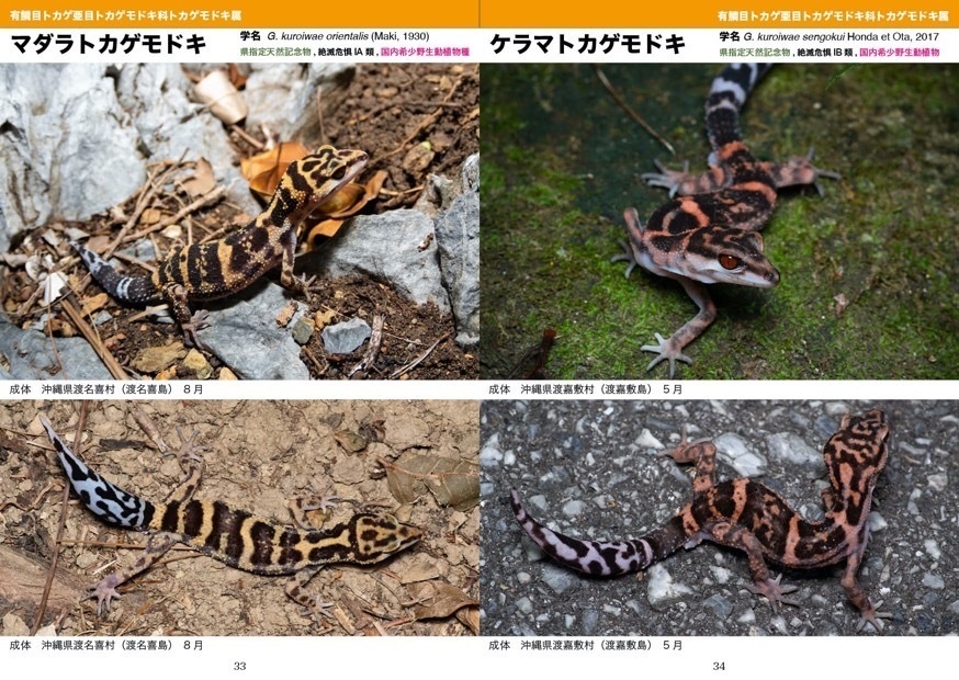 増補改訂版 琉球の爬虫両生類図鑑 沖縄諸島編