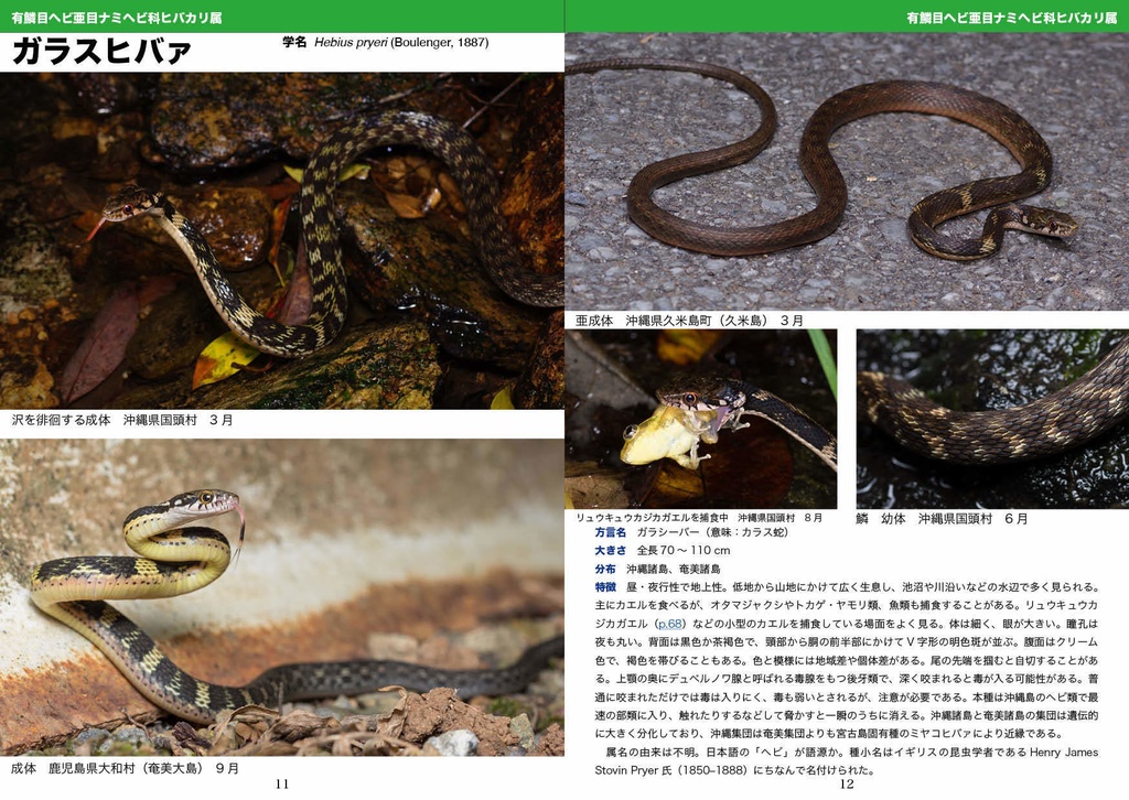 増補改訂版 琉球の爬虫両生類図鑑 沖縄諸島編