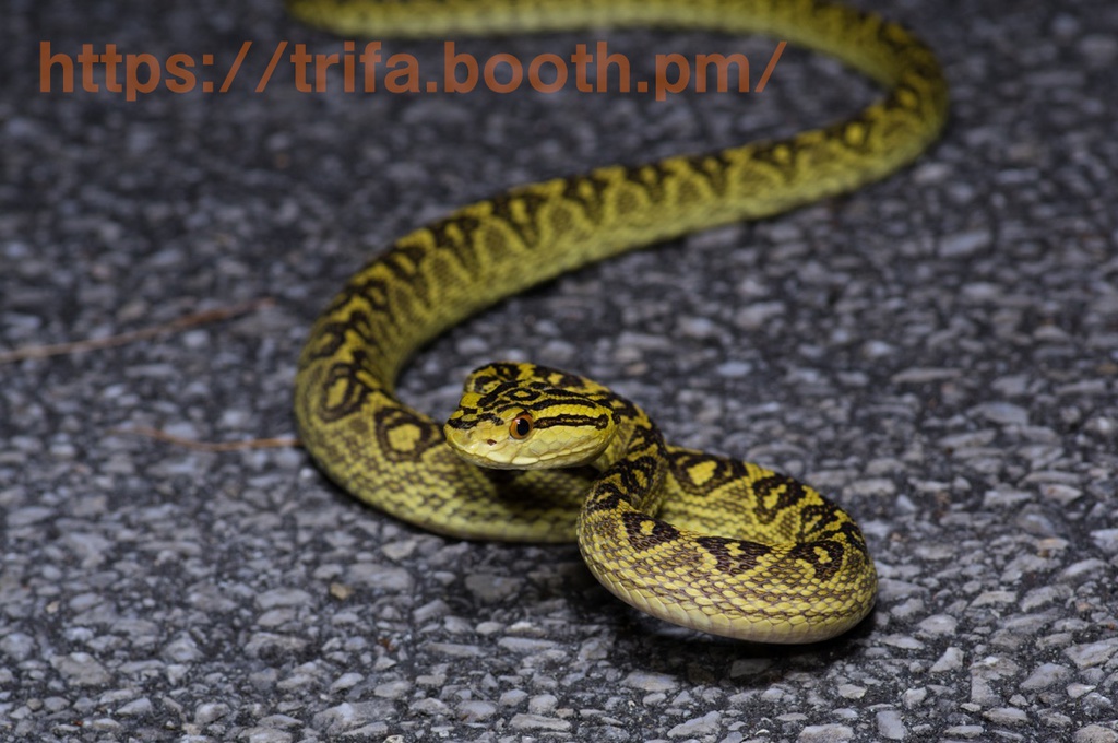 ハブ・アカマタ ストップロードキルステッカー