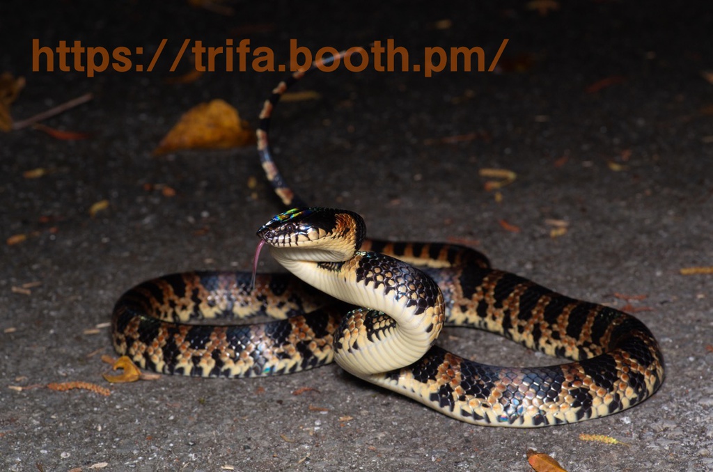 ハブ・アカマタ ストップロードキルステッカー