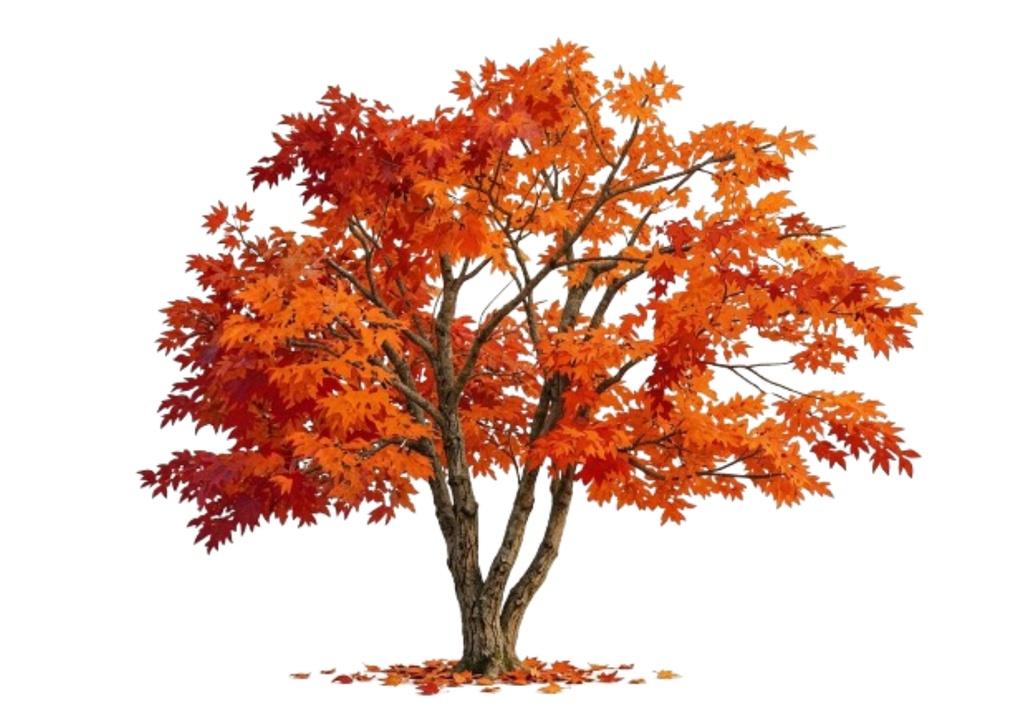 秋の風景|紅葉と秋の彩り デジタルポストカード 7枚セット