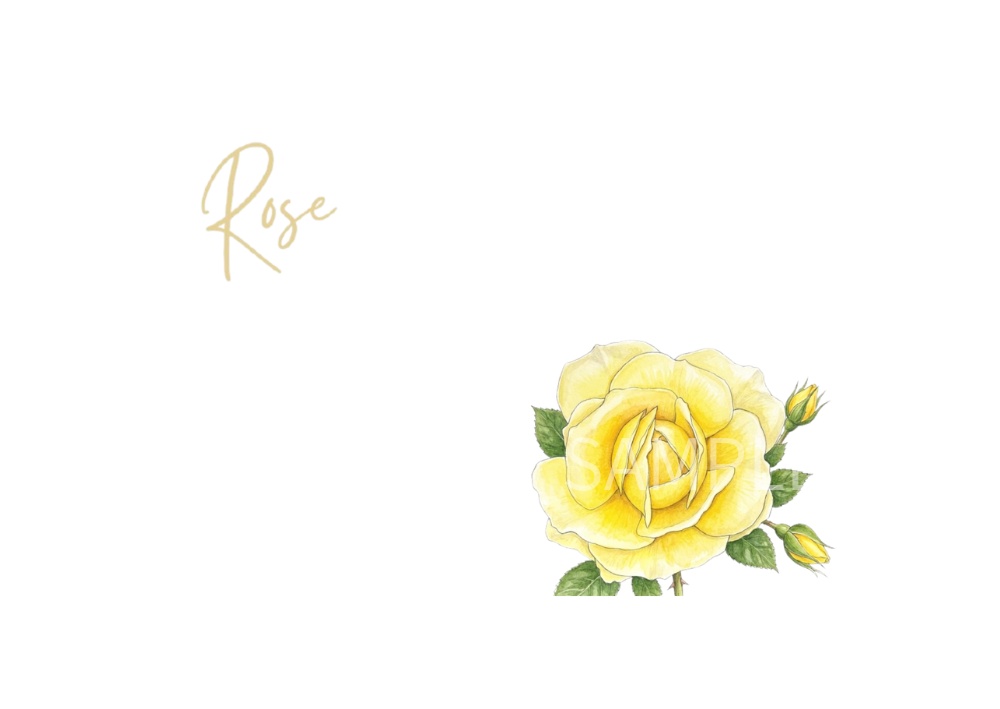Rose Botanical Art – 7 Postcard Designs