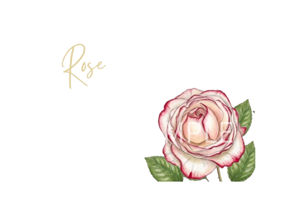 Rose Botanical Art – 7 Postcard Designs