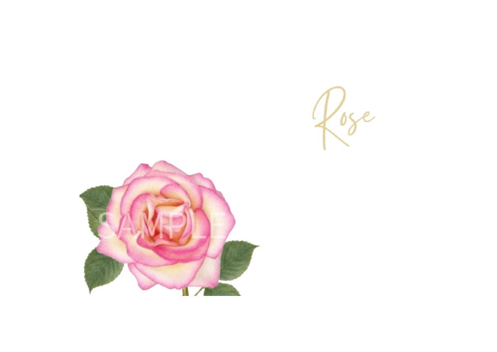 Rose Botanical Art – 7 Postcard Designs
