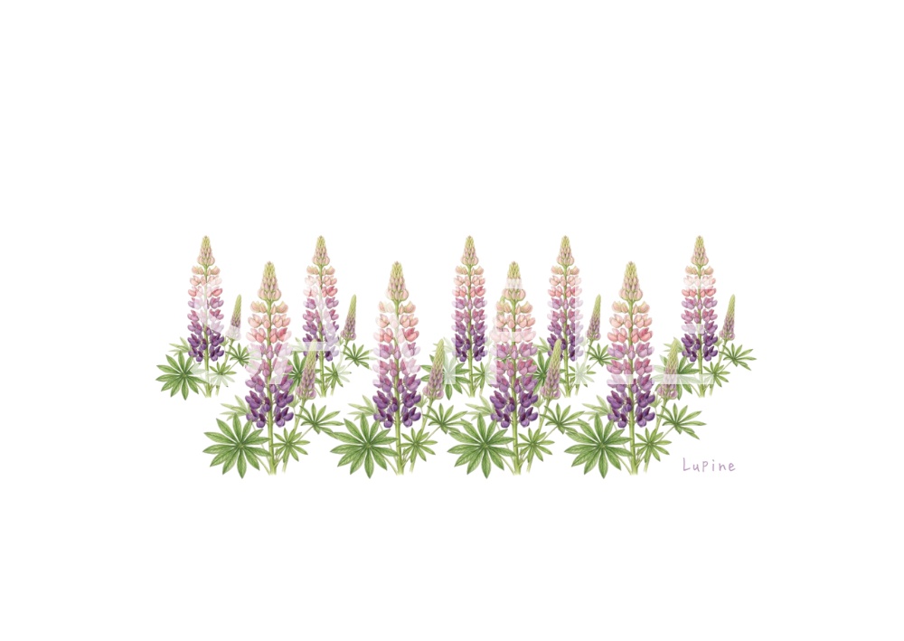 Botanical Flowers – 7 Postcard Designs