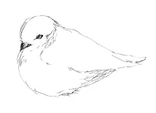 「STRAY SKETCH」絵画14種ポストカードセット