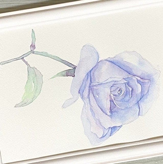 やわらかな青薔薇の水彩原画
