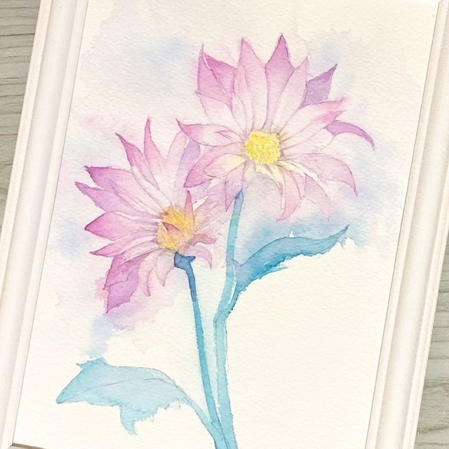 ピンクの菊の水彩原画