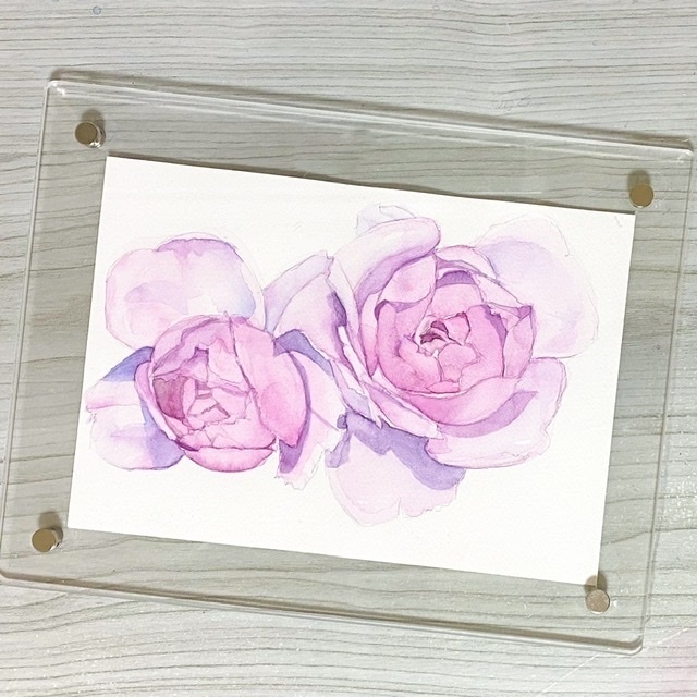 ピンクの薔薇の水彩原画