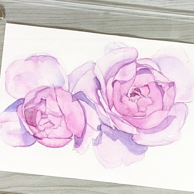 ピンクの薔薇の水彩原画