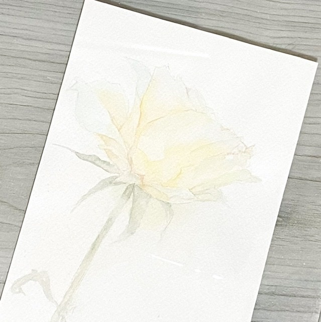 やさしい白薔薇の水彩原画