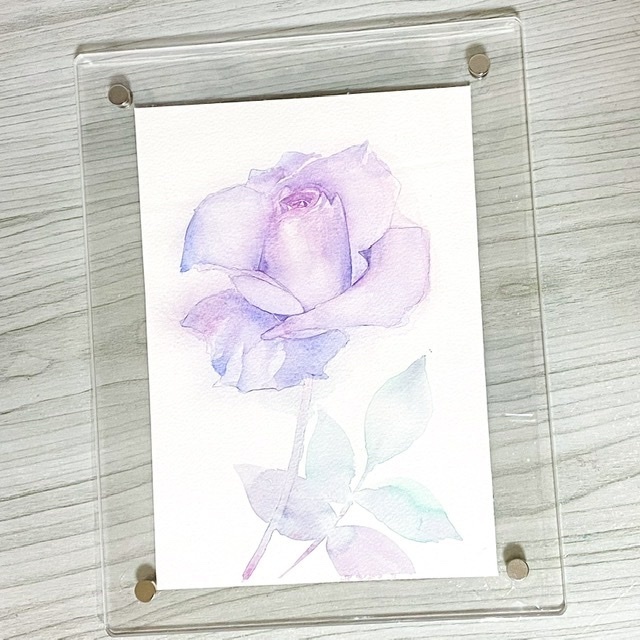 紫の薔薇の水彩原画