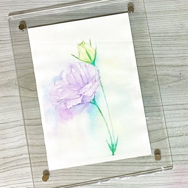 トルコキキョウの水彩原画