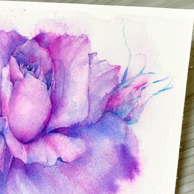 紫の薔薇の水彩原画