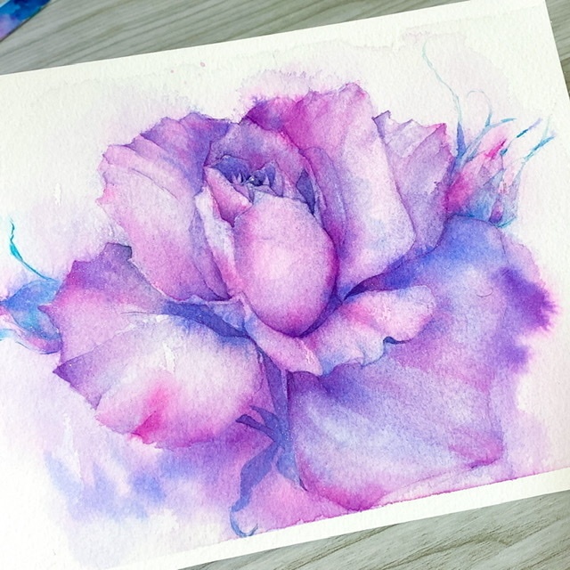 紫の薔薇の水彩原画