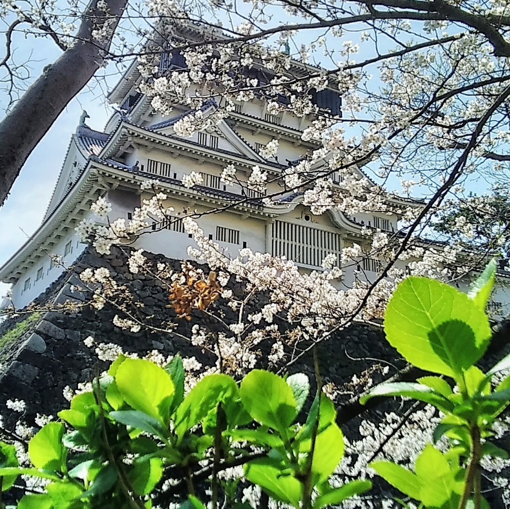 小倉城と桜