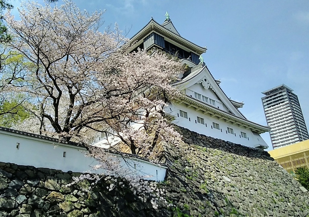 小倉城と桜！