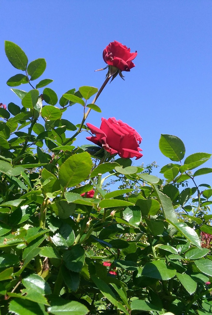 美しく華麗な薔薇❗❗❗