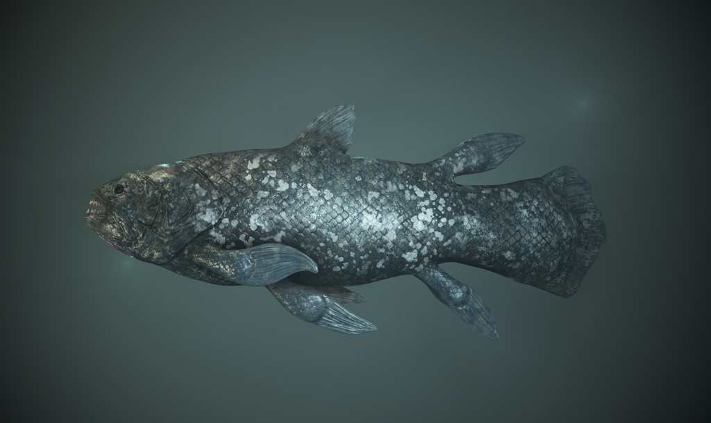 3Dモデル シーラカンス